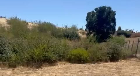 Matorral verde y un árbol grande junto a un cerco de palos, bajo un cielo azul