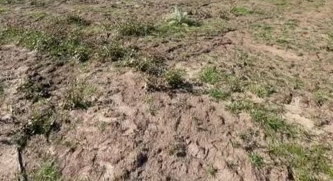 Suelo de tierra con pasto y matas verdes, visto de cerca
